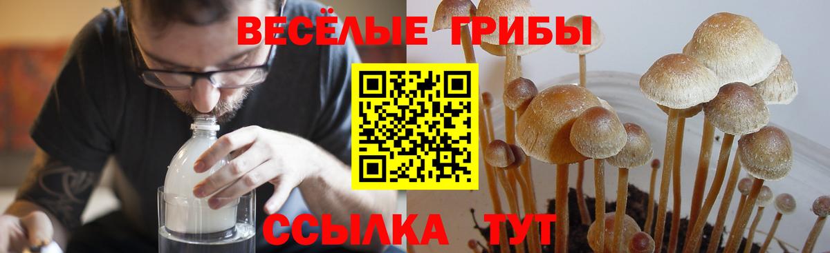 Псилоцибиновые грибы Cubensis  Вход с VPN  Северобайкальск 